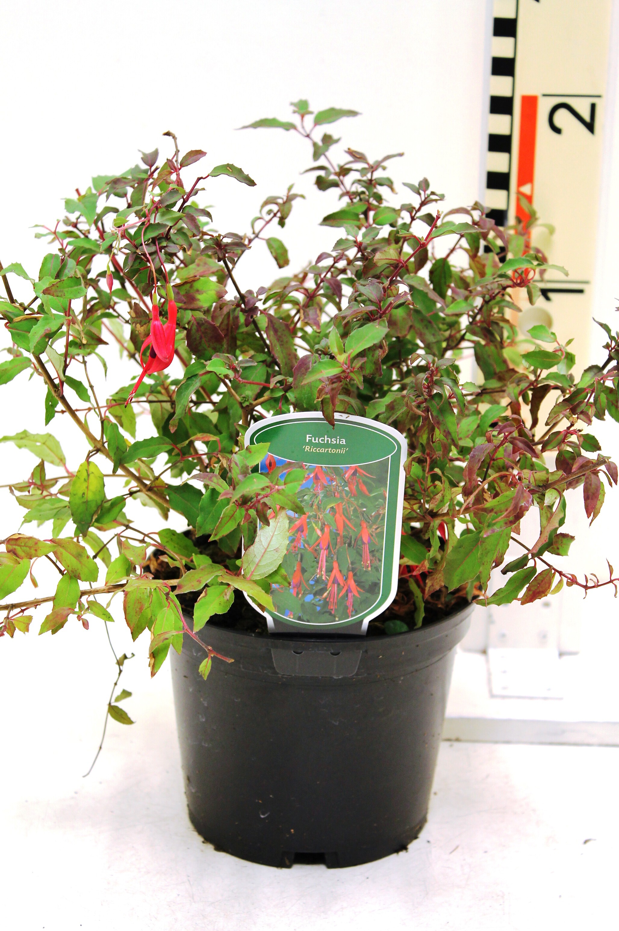 Fuchsia 'Riccartonii' c2